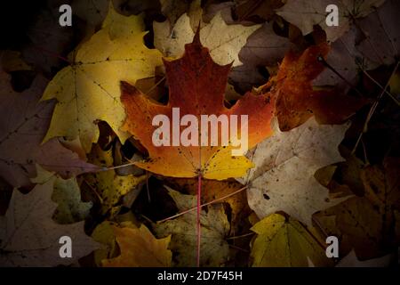 Colourful autumn leafs in Canada Stock Photo