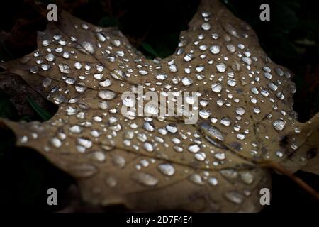 Colourful autumn leafs in Canada Stock Photo