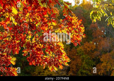 An autumn concept featuring image of a maple tree branch with vibrant colored leaves. In the background there is a forest with red, orange green trees Stock Photo