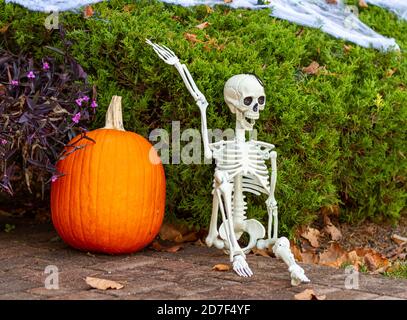 Halloween decoration in front of a house. There is a giant pumpkin, a skeleton sitting on floor, shrubs covered with fake spider webs. Fallen leaves a Stock Photo