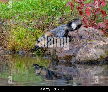 Cross Fox in Autumn with Reflection in Water Stock Photo