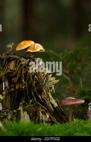 Two types of mushrooms on and next to a tree stump, two Sulphur Tufts and a brown mushroom Stock Photo