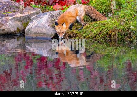 Red Fox Drinking in Autumn with Reflection in Water Stock Photo