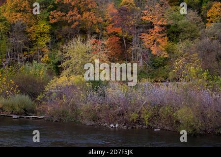 Colourful autumn leafs in Canada Stock Photo