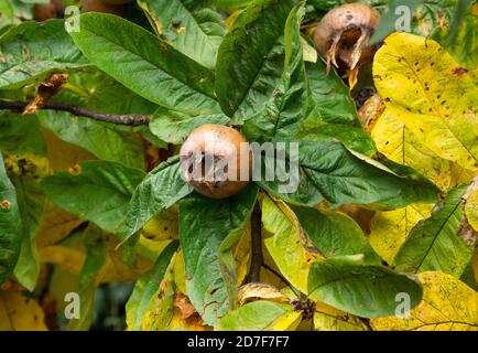 Ripe Medlar fruits on a tree Stock Photo