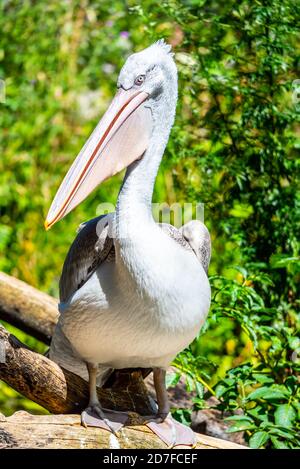 Pelican with large beak sitting on the branch. Stock Photo