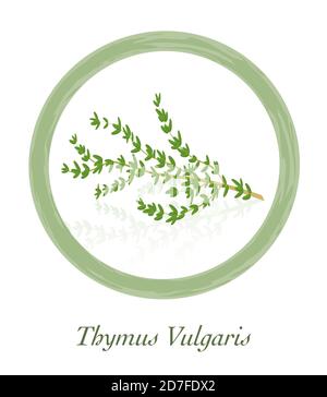 Thyme - Thymus Vulgaris - culinary herb logo - illustration on white background. Stock Photo