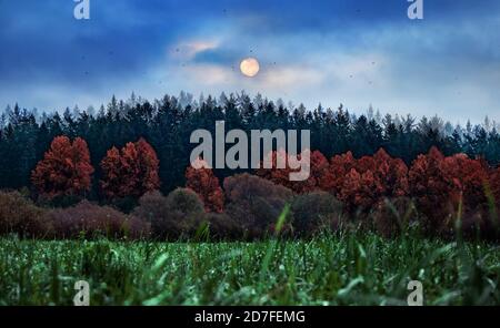 Forest of pine trees under moon and blue dark night sky Stock Photo - Alamy