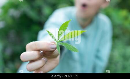 Woman holding a marijuana leaf  on a green background. Concepts of using marihuna for medicinal purposes, Medical use of non-psychoactive cannabidiol Stock Photo