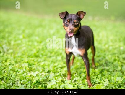 A small Chihuahua x Miniature Pinscher mixed breed dog standing outdoors