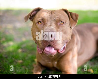 A brown Mastiff mixed breed dog lying down in the grass outdoors Stock Photo