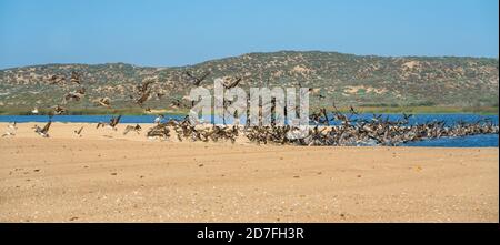 Colony of brown pelicans on the beach, sand dunes with native plants, and clear blue sky on background, California Stock Photo