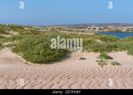 Sand dunes on the beach and Sea Rocket flowers in bloom, beautiful pink wildflowers growing on the sandy beach. Sea Rocket is a succulent - a low grow