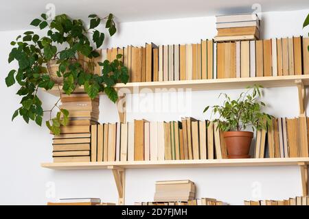 Organic Bookish Decor: with Books and Plants | Photographic Print