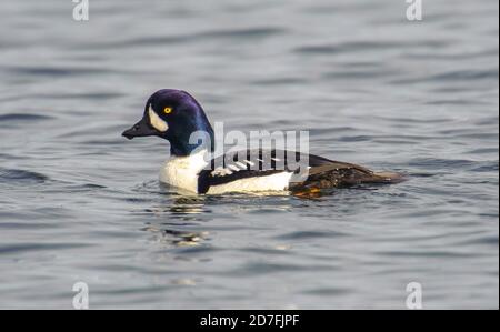 Barrow's Goldeneye (Bucephala islandica) swimming in Ocean, Drumbeg Provincial Park, Gabriola Island , British Columbia, Canada Stock Photo