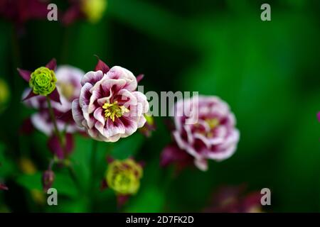 Aquilegia vulgaris Winky Double Red-White,double red and white flowers,flowering,blooms,perennials,columbines,columbine,red and white,bicolour,bicolor Stock Photo