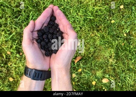 Top view of man's hands holding fresh blackberries. Beautiful male hands holding autumnal harvest on grass background. Wild eatable berries Stock Photo