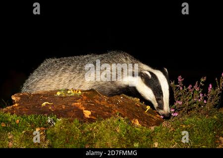 Badger (Scientific name: Meles Meles) Wild, native, European badger foraging at night on decaying fallen log with purple heather and pine cones. Stock Photo