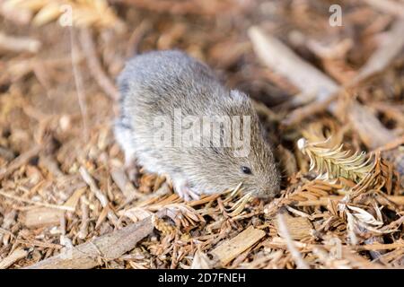 House Mouse foraging on ground Stock Photo