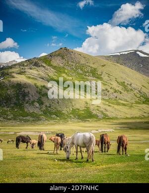 Mongolian horses grazing in summer pasture