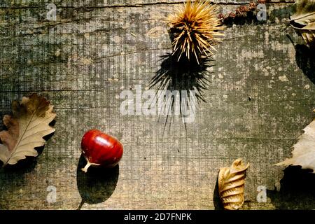 The autumn table in the wood of Montello, Veneto. Stock Photo