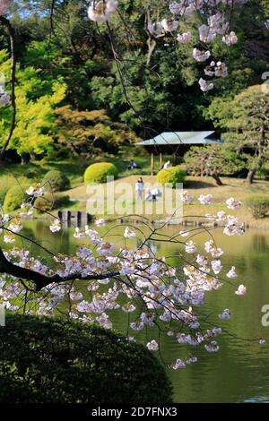 Shinjuku Gyoen Park cherry blossom hanami sakura April 2023, Tokyo city ...