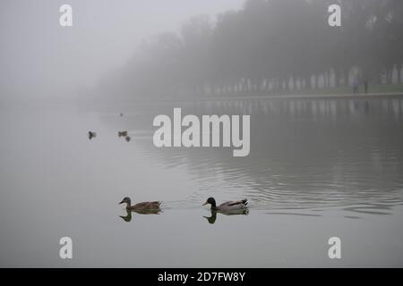 ducks-swim-in-the-lincoln-memorial-reflecting-pool-friday-june-19