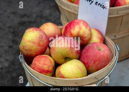 Honey Crisp apples in basket, orchard, Michigan, USA, by James D Coppinger/Dembinsky Photo Assoc Stock Photo