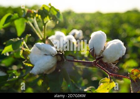 White Soft Cotton Industry Growing Naturally In Field Stock Photo