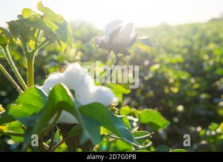 Cotton Field With White Soft Cotton Growing Natural Stock Photo