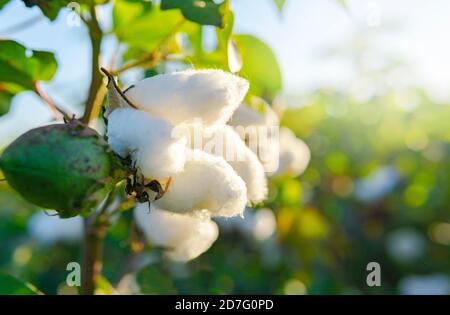 Natural White Soft Cotton Growing Stock Photo