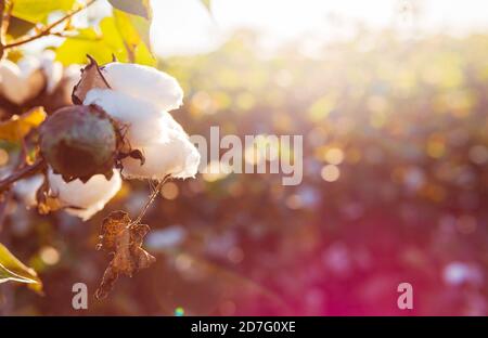 Cotton Field At Harvest White Fresh Organic Cotton Stock Photo