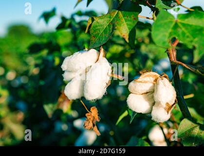 Natural Real Cotton Growing In Green Field Stock Photo