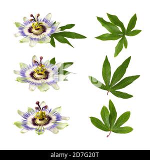 Passiflora (passionflower) isolated on white background. Set of big beautiful flower and leaves Stock Photo