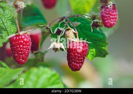 ripe raspberries on bush, close up Stock Photo