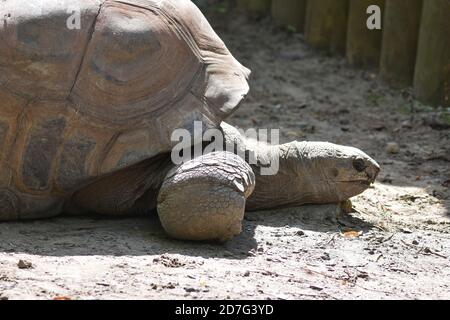 Aldabra giant tortoise in Zoo Granby, Granby, Canada