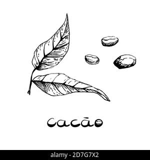 Leaves and beans of the cocoa tree. Black and white image in the style of hand drawn. Vector illustration, sketch Stock Vector