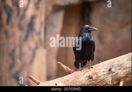 Close up of a black raven standing on fallen tree trunk with shallow depth of field Stock Photo