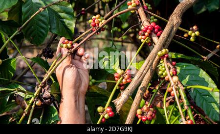 Farmer picking coffee in the plant Stock Photo