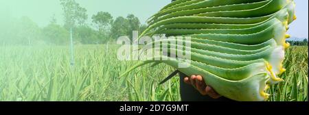 Farmer harvesting aloe vera in the plant Stock Photo - Alamy