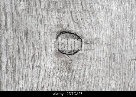 Gray color old wood background with structure knot. Close-up macro view of natural ancient timber texture, wooden pattern. Stock Photo