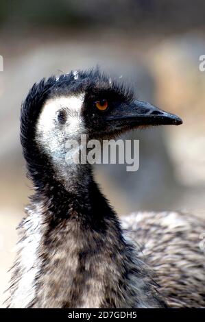 A profile portrait of a female Emu at Melbourne Zoo in Victoria, Australia. Emus are curious and will often pose for a photo - like this one did! Stock Photo