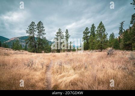 View of hiking trail through grassland and ponderosa pine tree forest in autumn Stock Photo