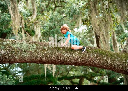 Child boy climbs up the tree in park. Stock Photo