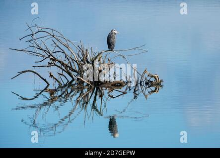 Blue heron on branches in a lake looking for prey Stock Photo