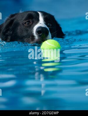 Happy doggy, Black and white Border Collie, splashing to retrieve yellow ball in blue water pool Stock Photo