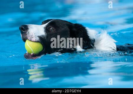 Happy dog, Black and white Border Collie, splashing to retrieve yellow ball in blue water pool Stock Photo