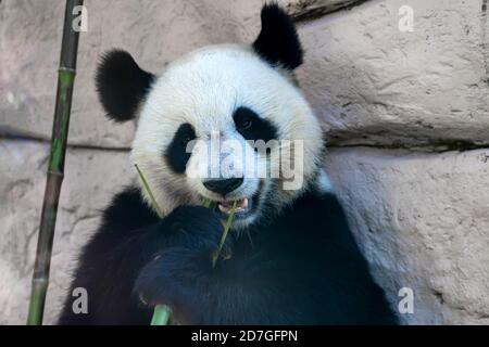 Close up of Giant panda eats some bamboo stick Stock Photo