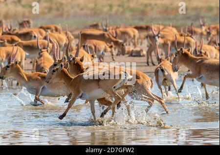 A herd of saigas gallops at a watering place Stock Photo