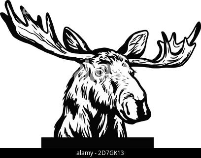 Peeking moose head. Original black white hand drawn pen art illustrated animal sketch of funny wild moose head, antlers ear face eyes and nose Stock Vector